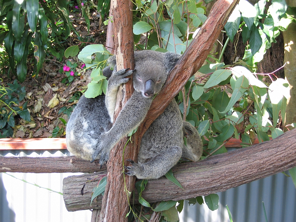 052 Kuranda Koala Gardens.jpg